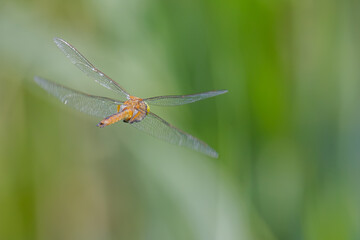 Libelle