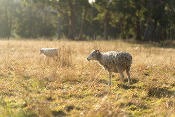 Sheep and Lambs in Australian Fields drinking milk and eating grass
