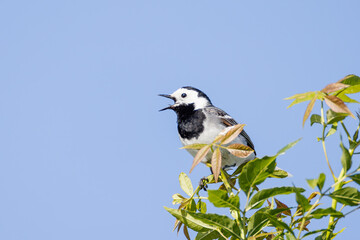 Bachstelze beim Singen