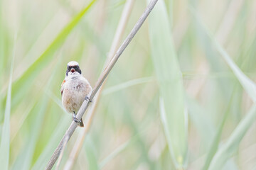 Beutelmeise im Schilf