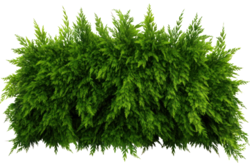 Dense eastern cedar bush with green leaves, isolated on white background.