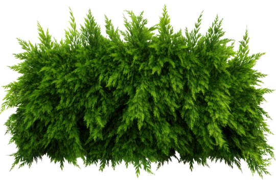 Dense eastern cedar bush with green leaves, isolated on white background.