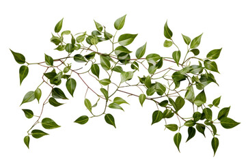Bright green ivy extending down a white brick wall, isolated on a white background.
