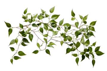Bright green ivy extending down a white brick wall, isolated on a white background.