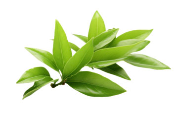 Close-up photo of fresh green tea leaves, isolated on white background.