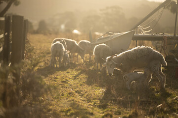 Dry land shorn Merino sheep on a farm in a drought Summer in Australia