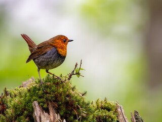 森の中で枯れ木に留まって周りを見渡しているコマドリの雄