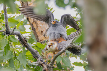 Rotfussfalken bei der Paarung