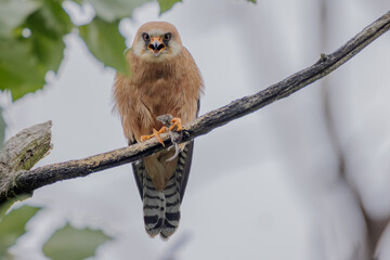 Weiblicher Rotfussfalke mit Beute