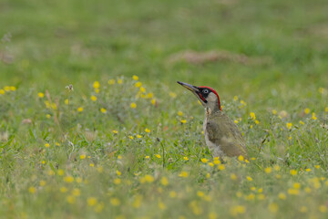 Grünspecht in Blumenwiese