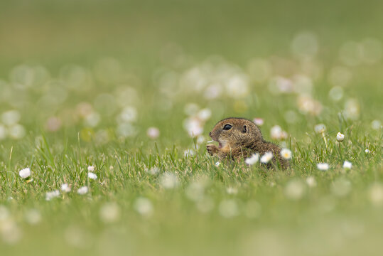 Ziesel in Blumenwiese