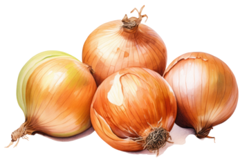 Watercolor painting of onion, isolated on white background.