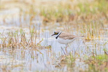 Flussregenpfeifer am Neusiedler See