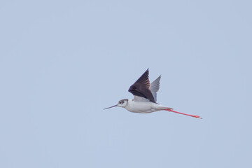 Stelzenläufer im Flug am Neusiedler See