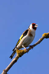 European Goldfinch (Carduelis carduelis) in Turvey Nature Reserve, Dublin, Ireland