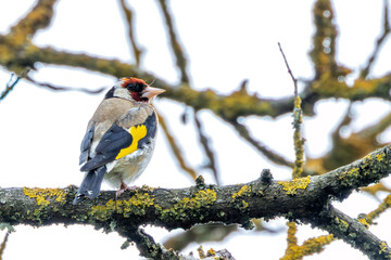 European Goldfinch (Carduelis carduelis) in Turvey Nature Reserve, Dublin, Ireland