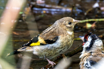 Fototapeta premium European Goldfinch (Carduelis carduelis) in Turvey Nature Reserve, Dublin, Ireland
