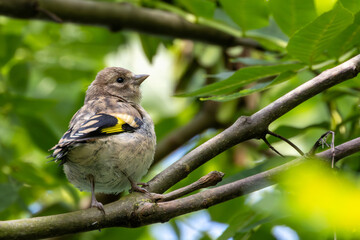 European Goldfinch (Carduelis carduelis) in Turvey Nature Reserve, Dublin, Ireland