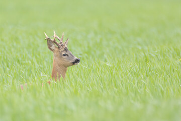 Junger Rehbock