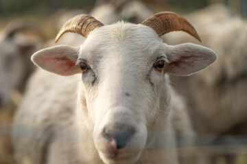Merino sheep with lambs, grazing and eating grass in New zealand and Australia