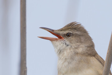 Teichrohrsänger Portrait