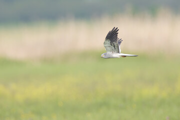Rohrweihe auf der Jagd