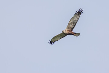 Rohrweihe im Flug