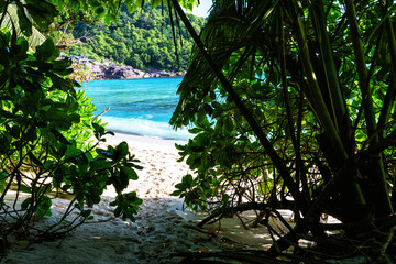 Glimpse of a pristine tropical beach, with crystal-clear turquoise water. Gateway through lush green tropical trees