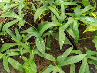 Selective focus. View of a sweet potato plant of the Cilembu sweet potato type which can only be found in Indonesia. Sweet potato tree in farm fields. 
