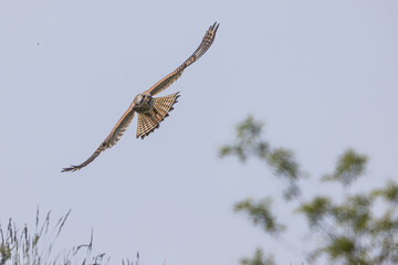 Turmfalke auf der Jagd 