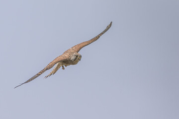 Turmfalke auf der Jagd 