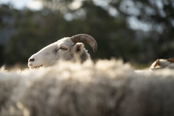 Sheep and Lambs in Australian Fields drinking milk and eating grass