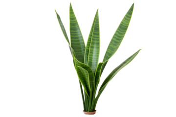 Snake plant with upright, sword-like leaves, isolated on a white background.