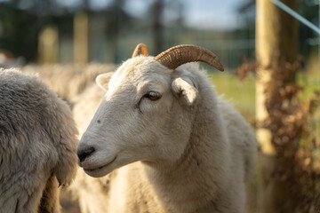 Merino sheep, grazing and eating grass in New zealand and Australia with baby lambs