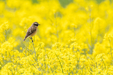 Blaukehlchen im gelben Rapsfeld