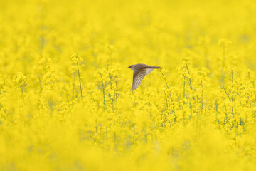 Blaukehlchen im gelben Rapsfeld