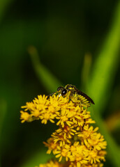 bee on yellow flower