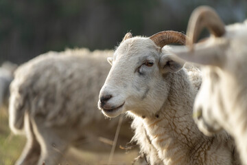 Merino sheep, grazing and eating grass in New zealand and Australia with baby lambs