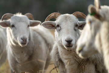 Agricultural farm practicing regenerative farmer, with sheep grazing in field practicing rotational grazing storing carbon in the soil through fungi by carbon sequestration