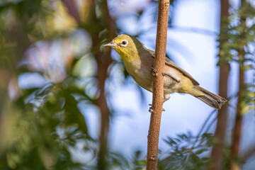 Japanbrillenvogel 