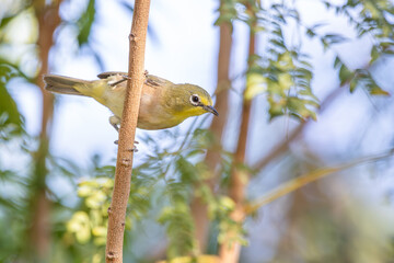 Japanbrillenvogel in Südafrika