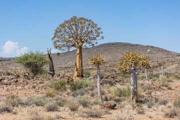 Köcherbaum in der Kalahari Südafrika