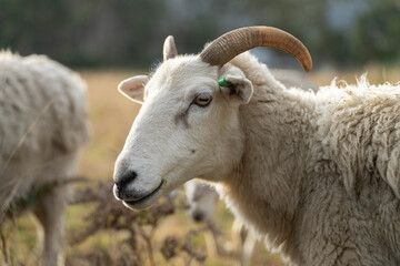 lamb drinking milk from a sheep in a field in golden light in spring time in england