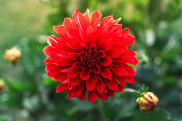 Beautiful red dahlia close-up in the garden