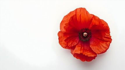 Boldly Defined Red Poppy Blossom on Clean White Background
