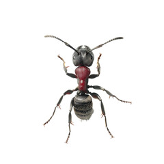 Fototapeta premium A close-up of a black ant with a red thorax, facing the camera. Its antennae are extended. The background is black.