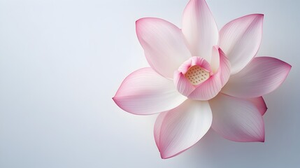 Fototapeta premium Aerial Shot of Soft Pink Lotus Flower Against Crisp White Background