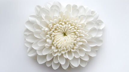 Stunning Overhead Shot of Intricate Chrysanthemum Petals on White Background