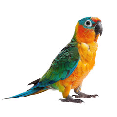 A colorful parrot with blue, green, orange, and yellow feathers stands on a white background.