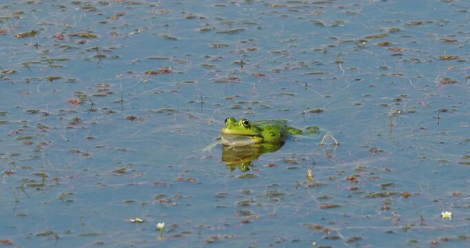 Common edible frog rana esculenta singing on lake natural sound